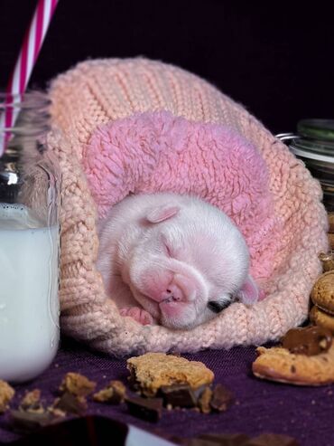 Psi: Predstavljamo VRHUNSKO leglo FRANCUSKOG BULDOGA od 3 prelepa dečaka i — 12