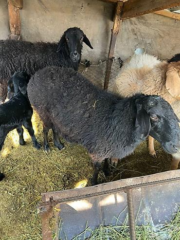 Баран, овца: Продаю | Овца (самка) | Для разведения | Матка — 3