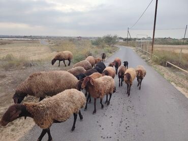 bmw 1 серия 125d at: Qala cinsi qoyunlar razılaşma yolu ilə lalafo.az -da bmw 1 серия 125d at: Qala cinsi qoyunlar razılaşma yolu ilə