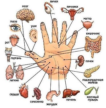 qanli əl şəkilləri: Tədris posterləri – İnsan anatomiya və refleksologiya + Türk dilləri — 1