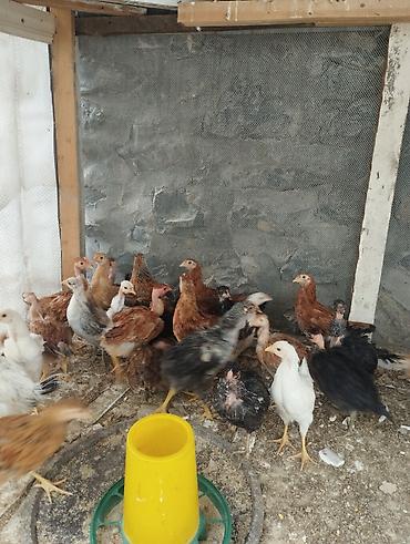 goyercinler satisi: 40gunluk colpalardi.Ozumuzde çıxıb.
30əded
Ünvan Şəki — 2
