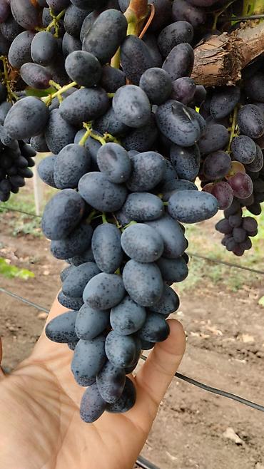 Tinglər: Meyvə və dekorativ ağac tingləri Təsvir: - Tərtər rayonu ərazisində — 15