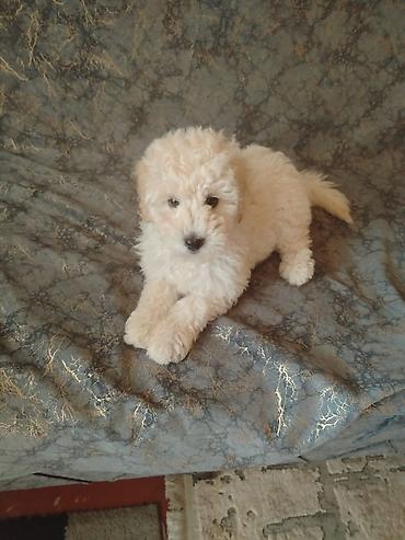 xalli itler: Pudel, 4 ay, Dişi, Peyvəndli, Rayonlara çatdırılma — 4