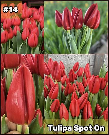 Организация мероприятий: Организация мероприятий | Букеты, флористика — 15