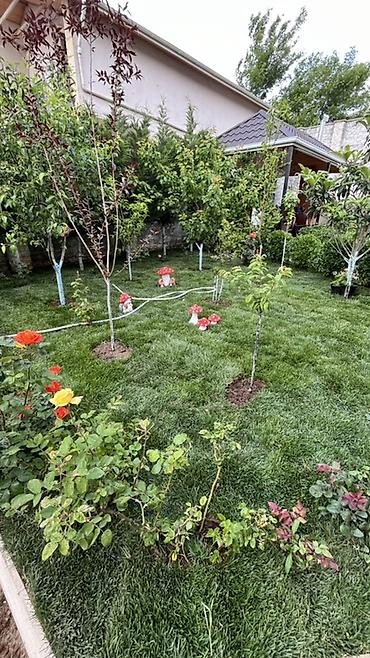 landşaft dizayn: Qazon örtüyü və landşaft yaşıllaşdırma xidməti - Həyət, bağ, park və — 1