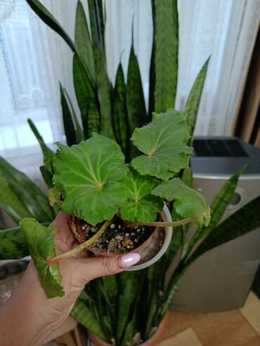 Другие комнатные растения: Продаются комнатные цветы. Токмок — 6