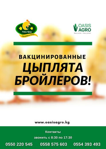 цыплята in Кыргызстан | ПТИЦЫ: Продаю | Цыплята | РОСС 308 | Для разведения