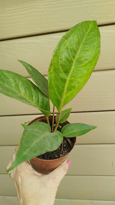 растение денежное дерево: Монстера Monstera 'Aurea Neon' / 'Lemon Lime'). Монстера Бульвазавр и — 8