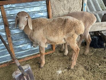 объявления о найденных животных: Сатам | Кочкор (эркек)