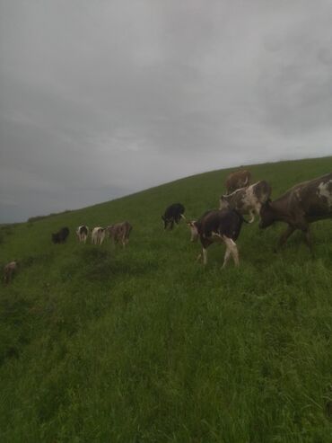 пастух ферма кашар: Требуется Пастух, Оплата Ежемесячно