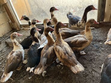 ниссан х трейл запчасти: Самка, | Lal ordek, Для разведения, Самовывоз