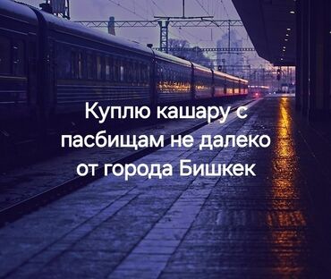 сары джон участок: Куплю кашару с пасбищам не далеко от города Бишкек