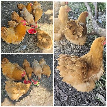 essək sudu satisi: Toyuq, Orpington, Yumurtalıq, Ödənişli çatdırılma — 1