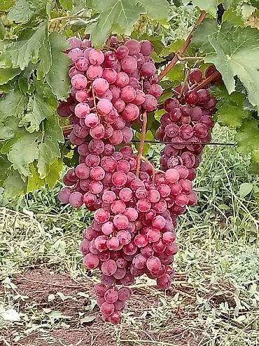 Meyvə və giləmeyvə: Məhsul: Avatar kişmişi (uzun, barmaq formalı qara üzüm sortu) - — 14