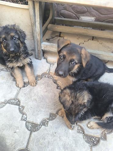 колли собака: Немецкая овчарка, 1 месяц, Самка — 3