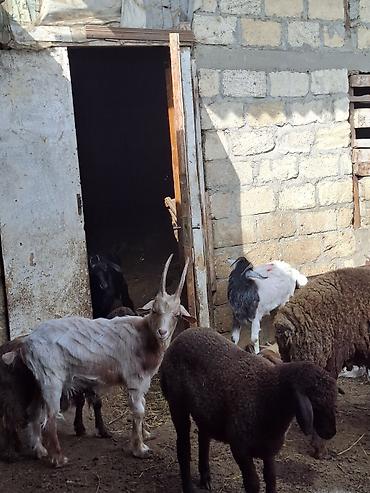 qoyun satisi 2024: Satılır Qoc, qurbanlıq quzular, cəpişlər — 1