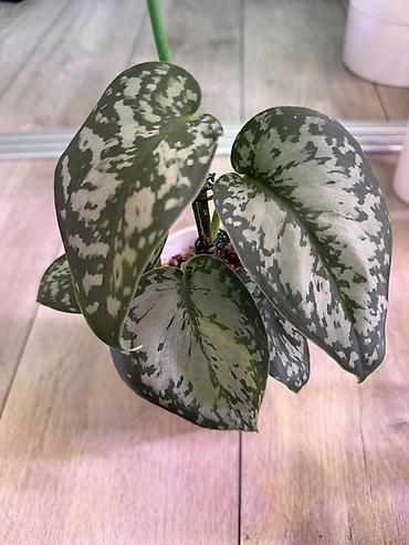 Эпипремнумы и сциндапсусы: Сциндапсус (Epipremnum/Scindapsus) вариегатный в горшке. Особенности — 3