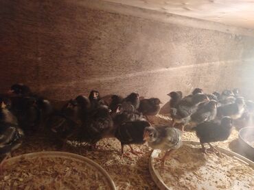 Cücələr: Xarkov cuceleri 25 günlük satiwda — 8