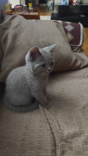 Pişiklər: Şotland, Erkək, Ünvandan götürmə — 10