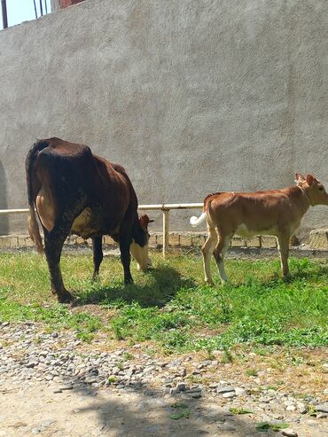 cins inekler azerbaycanda: Dişi, Simental, il: 3, Damazlıq, Südlük