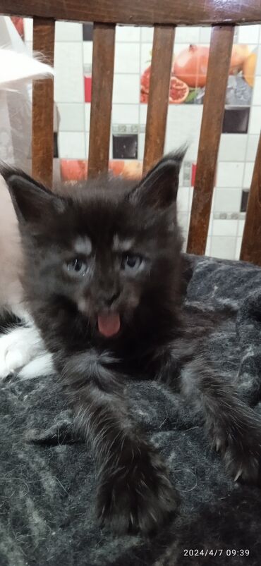 шотландский прямоухий кот: Мейн-Куны 🥰. Мини питомник предлагает шикарных девочек. Окрас черный
