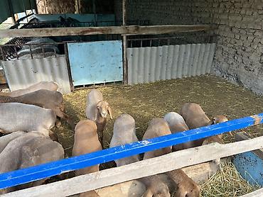Продам с/х животных: Продаю | Овца (самка) | На забой, Для разведения | Племенные — 2