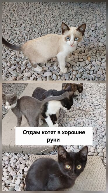 дом для котов: Отдам котят в хорошие руки, домашние, кушают всё, фото мамы на