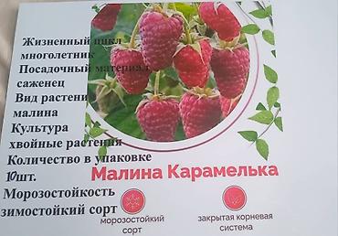 для фрукты: Продаются саженцы сорт Карамелька 35 сом корень. сорт Маравилла 120 — 1