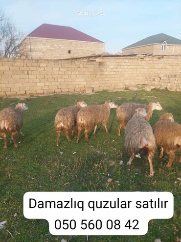 Qoyunlar, qoçlar: Damazliq beylaqan ve Qarabagi guzulari satilir