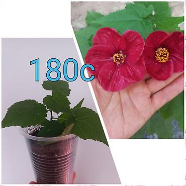 Бегонии: Бегонии и абутилон — укоренённые саженцы в стаканчиках/горшочках. 1) — 13