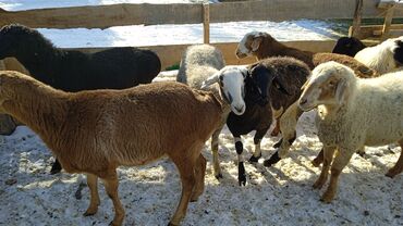 Бараны, овцы: Продаю | Баран (самец) | Полукровка | Для разведения | Кастрированные — 7