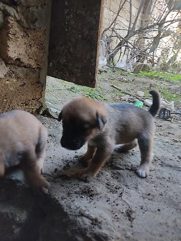 it xaltaları: Zvonok, 1 ay, Dişi — 6
