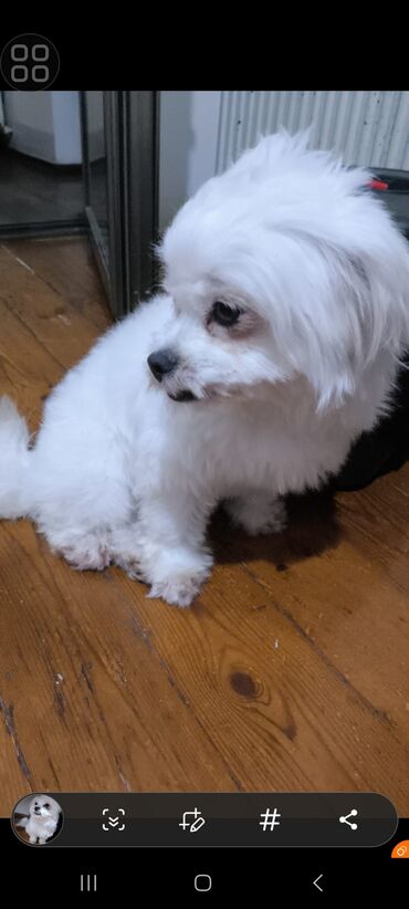 it coban: Pekines, 8 ay, Dişi, Sənədli, Pulsuz çatdırılma