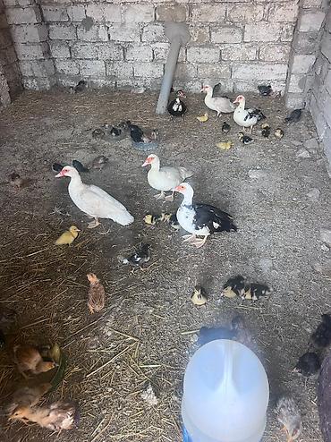 ördey balası: Lal ördəklər, bala, dişi erkək . Balalar 1,2 günlük - 2,50 10 günlük — 2
