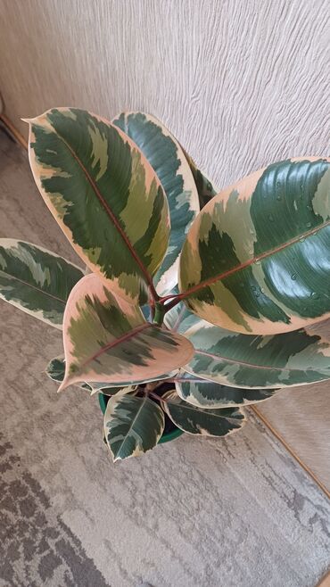 Фикусы: Фикус эластика. Триколор. - Высота растения: примерно 60–70 см от — 10