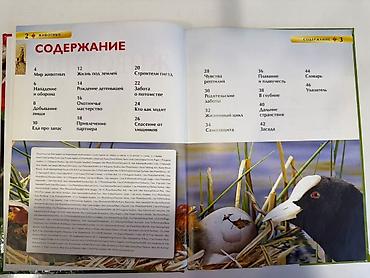 водный мир: Детская энциклопедия «Животные» Иллюстрированная книга о мире — 4