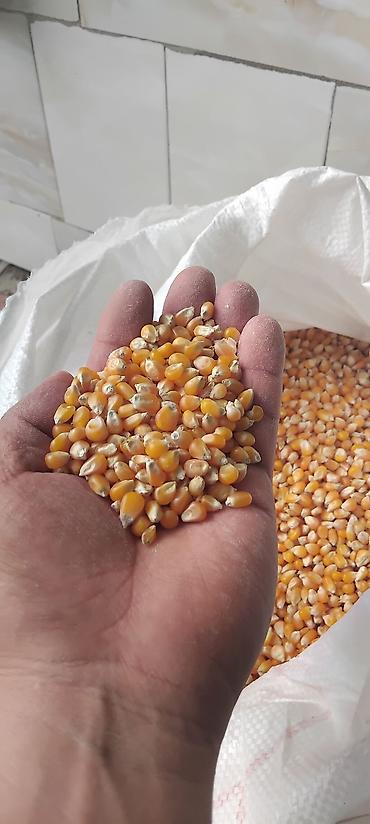 плакат на день кыргызского языка: Кургатылган попкорн жүгөрүсү сатылат уруктукада жарайт бышырсада — 2