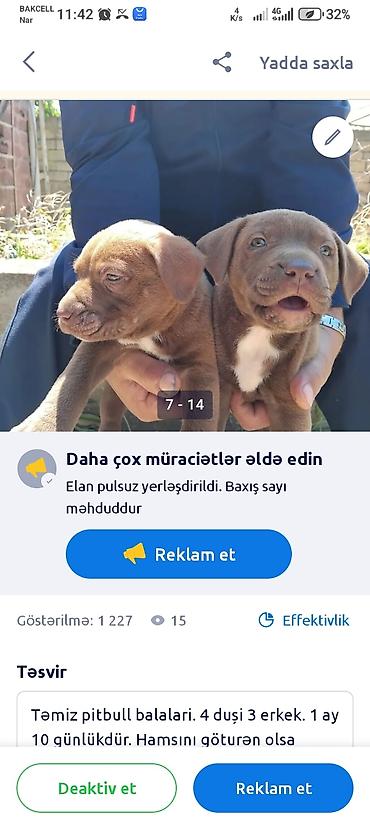 İtlər: Pitbul, 1 ay — 6