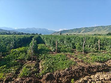 Другие специальности: Талаа иштерине Байкелер, Жигиттер керек суугатка. Кулпунай, Малина — 3