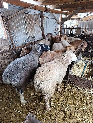 Баран, овца: Продаю | Овца (самка) | Для разведения | Матка — 7