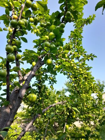 Həyət evləri və villaların satışı: 3 otaqlı, 130 kv. m, Kredit yoxdur, Təmirsiz — 17