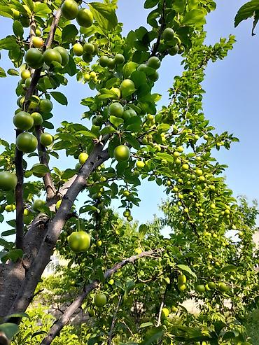 Meyvə və giləmeyvə: Qusarin kendi 10 km araligda panramali yerdi,tecili satlir — 1