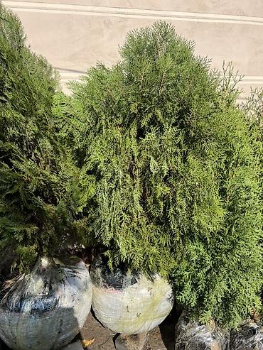живая фороль: Хвойные деревья с комом земли (в мешках) для озеленения участков — 10