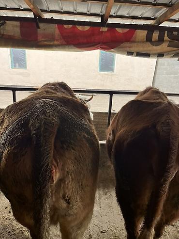 Коровы, быки: Продаю | Тёлка | Искусственник — 15