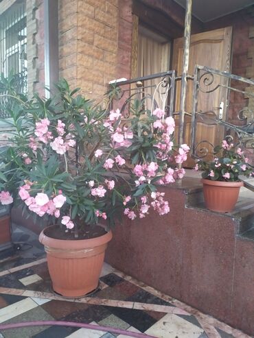 купить маленький аквариум: Продаю Олеандр в горшке. Большой размер. Высота 2 м. Идеально для