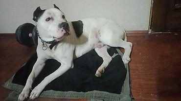 İtlər: Pitbul — 9