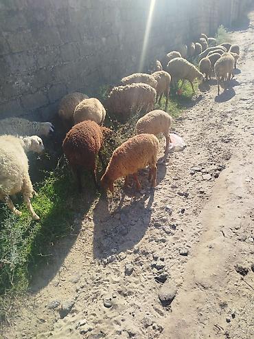 Qoyun sürüsü satılır. 27 quzudu biri 225 lə - Növ: yerli ətlik/südlük lalafo.az -da Qoyun sürüsü satılır. 27 quzudu biri 225 lə - Növ: yerli ətlik/südlük