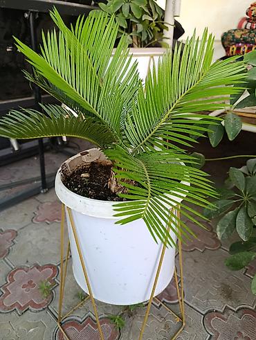 декор растения: Саговник (Cycas revoluta) в горшке. - Компактный экземпляр с — 1
