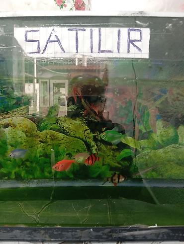 tetra: Dördbucaq akvarium, Balıqlarla birlikdə, 1 l, Pulsuz çatdırılma — 4