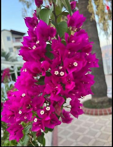 Tinglər: Salam isdenilen nov meyve tinglerini ve dekorativ aqaclari tam orjinal — 19